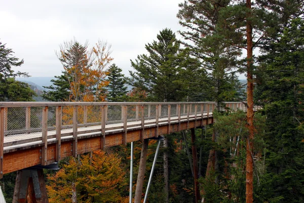 ağaç wipfel yolu üzerinde git