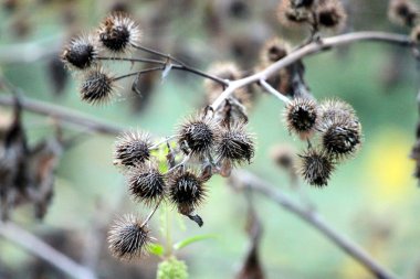 Sonbahar kuru Dulavratotu