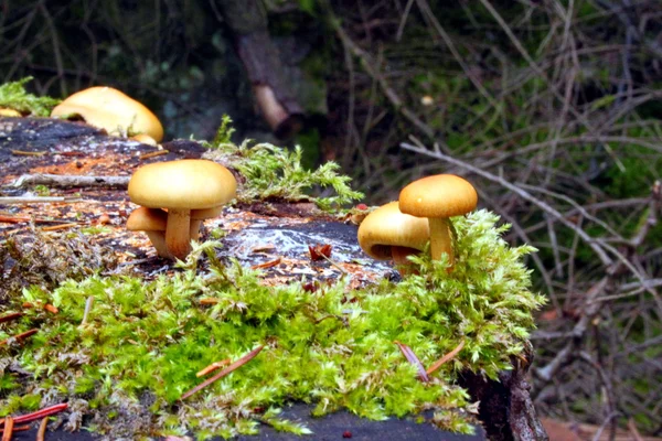 Mini Mushrooms on stump in forest — Stock Photo, Image