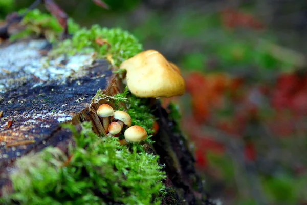 Mini grzyby na Stump w lesie — Zdjęcie stockowe