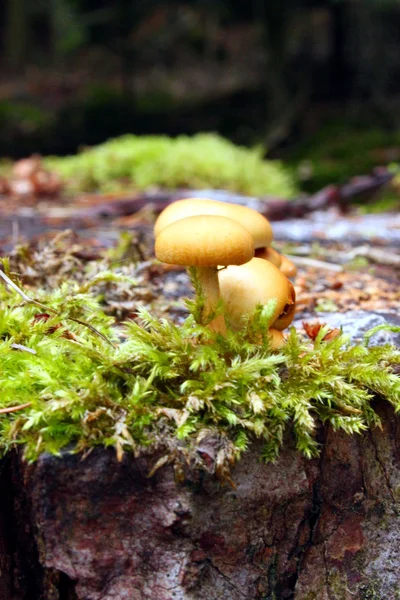 Mini Mushrooms on stump in forest — Stock Photo, Image