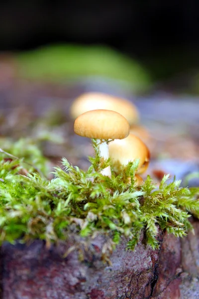 Mini champignons sur souche en forêt — Photo