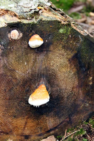 Mini svamp på stubbe i skogen — Stockfoto