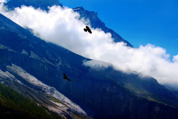 Bir kuş kadar özgür