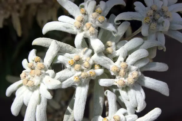 Fiori di stella alpina — Foto Stock