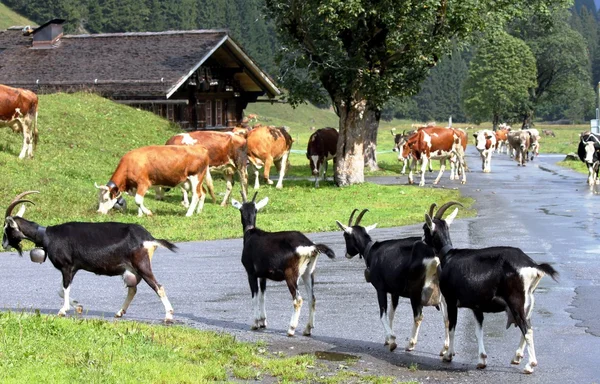 Mucche su un'Alpe Svizzera — Foto Stock