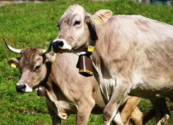 Koeien op een Zwitserse Alp — Stockfoto