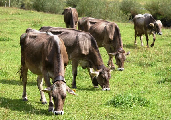 Cows on a Swiss Alp — Stock Photo, Image