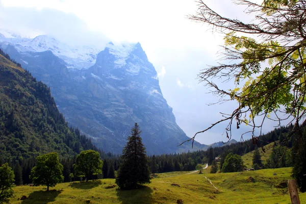 在瑞士的高山上 — 图库照片
