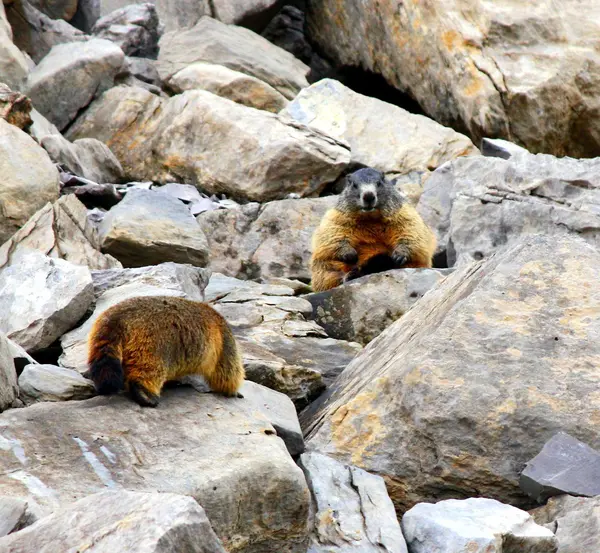 Marmottes en Suisse — Photo
