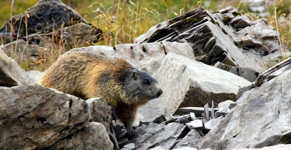 Marmotas em Suíça — Fotografia de Stock