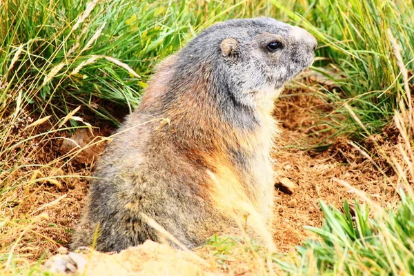 Marmotas em Suíça — Fotografia de Stock