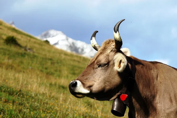 Mucche svizzere sulle Alpi — Foto Stock