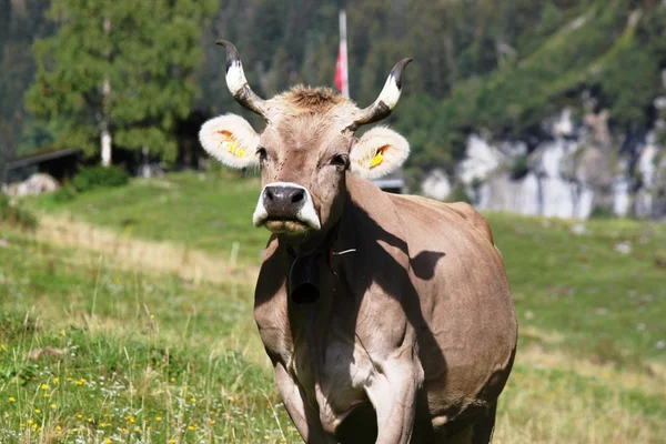 Mucche svizzere sulle Alpi — Foto Stock