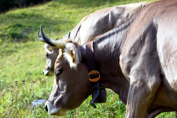 Swiss cows on the alp — Stock Photo, Image