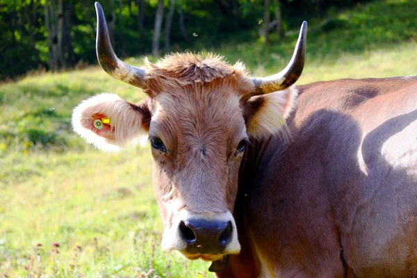 Swiss cows on the alp — Stock Photo, Image