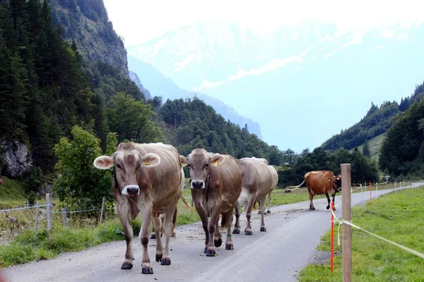Švýcarské krávy na alp. Stock Snímky