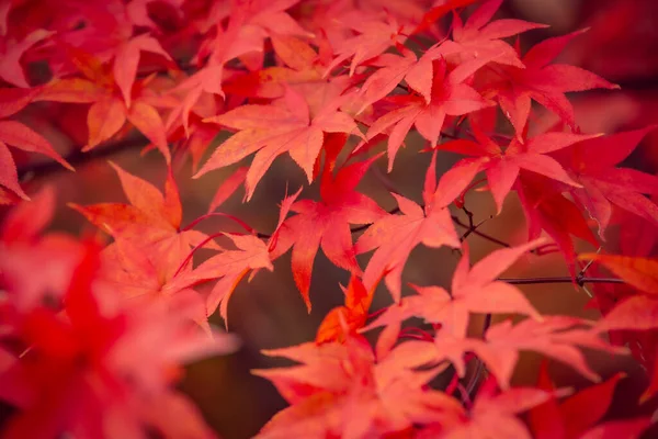 Красивые Листья Красного Клена Осенью Красивые Осенью Оставить Фон — стоковое фото