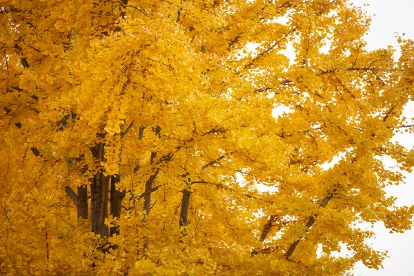 Желтые Листья Гинкго Блестят Осенью — стоковое фото