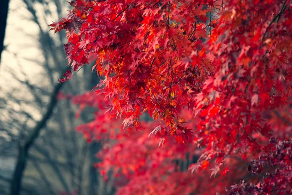 Красивые Кленовые Листья Осенью Красивый Осенний Фон Оставить — стоковое фото