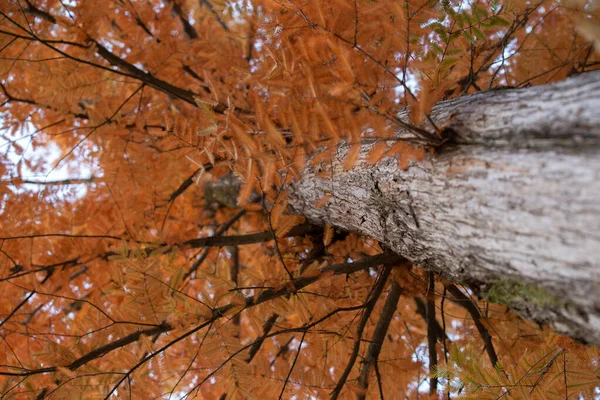 Осенний Сосновый Лес Абстрактный Естественный Фон Высокими Соснами — стоковое фото