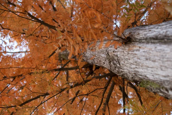 Autumnal Pine Forest Abstract Natural Background Tall Pine — Stock Photo, Image