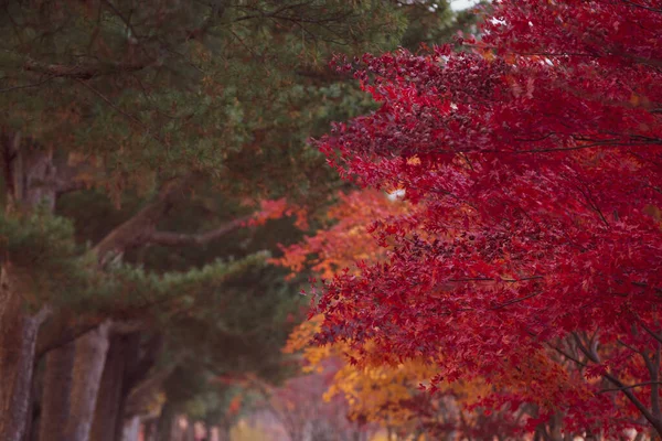 Красивые Кленовые Листья Осенью Красивый Осенний Фон Оставить — стоковое фото