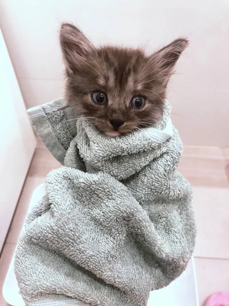 Schattig Grijs Katje Handdoek Het Baden — Stockfoto