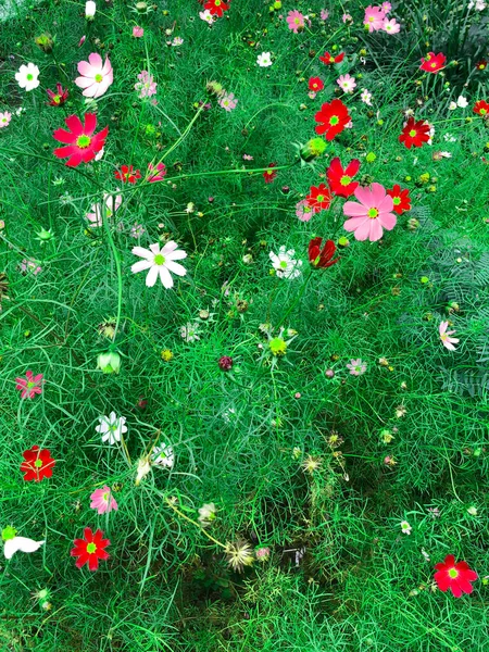 Gyönyörű Piros Rózsaszín Fehér Virágok Zöld Mezőn — Stock Fotó