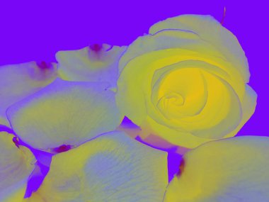 Soyut arkaplan. Sıra dışı parlak sarı gül, mor arka planda taç yapraklarıyla çevrili.