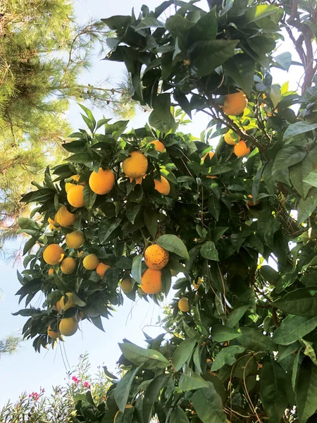 Mandarijnboom Met Vruchten Van Rijpe Mandarijnen — Stockfoto