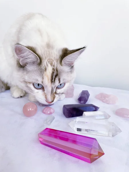 Katze Wählt Kristalle Aus Und Führt Eine Reiki Mineralheilstunde Durch — Stockfoto