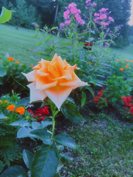 Belles Roses Brousse Sur Lit Fleurs Dans Parc — Photo
