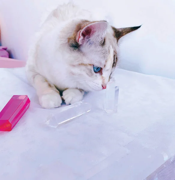 Cat Sélectionne Des Cristaux Fait Une Séance Guérison Minérale Reiki — Photo