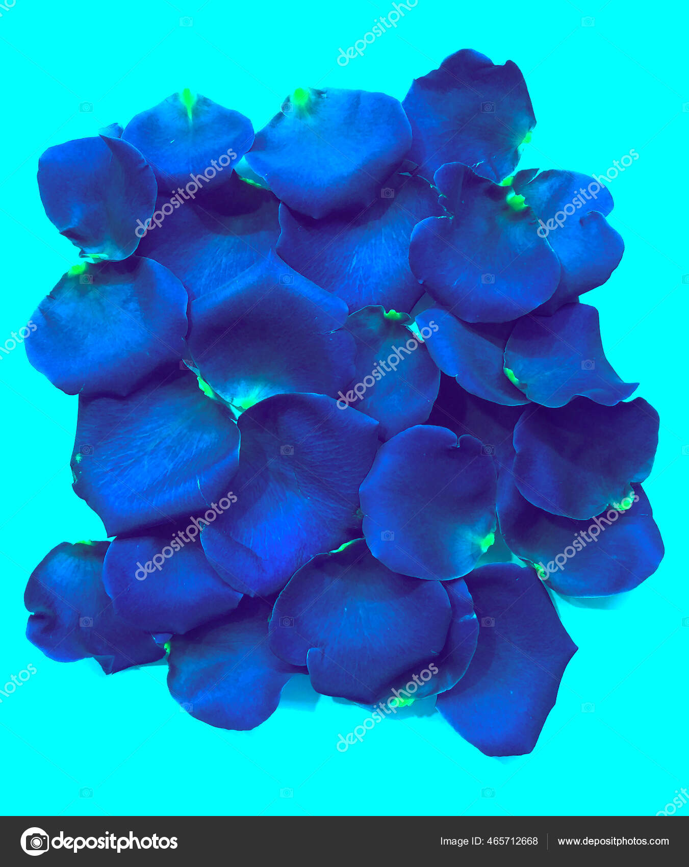 Background Beautiful Blue Rose Petals Stock Photo by ©flurno.art 465712668