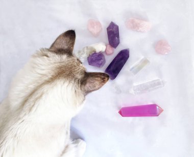 Kedi kristalleri seçer ve Reiki mineral iyileştirme oturumu yapar. 