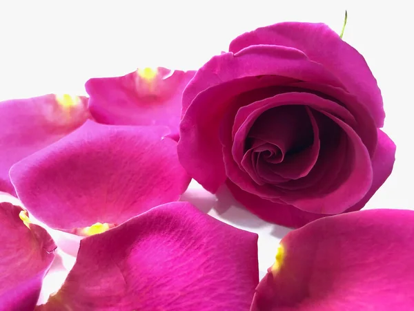 Fond Beaux Pétales Rose — Photo