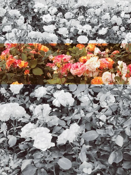 Красивые Кустарниковые Розы Дизайн Художественный Образ — стоковое фото