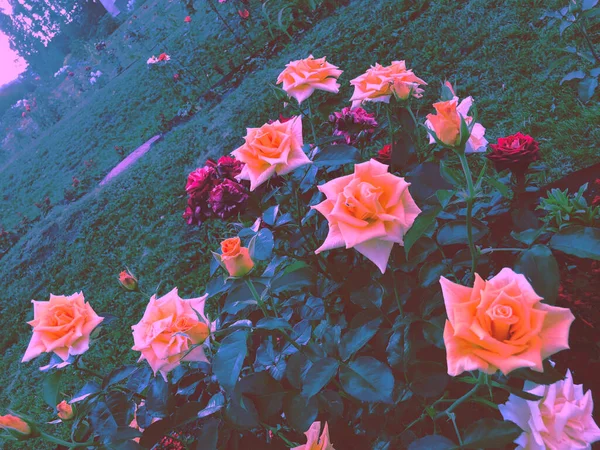 Belles Roses Brousse Sur Lit Fleurs Dans Parc — Photo