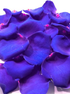 güzel mavi gül yapraklarının arkaplanı