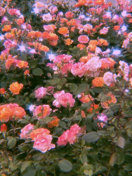 Красивые Кустарниковые Розы Клумбе Парке Художественный Образ — стоковое фото