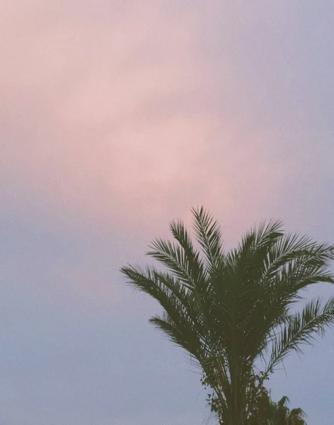 Hermoso Cielo Rosa Púrpura Atardecer Ramas Palmera Filtro Ruido Retro — Foto de Stock