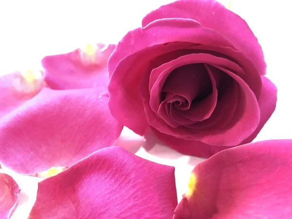 아름다운 장미꽃 배경으로 — 스톡 사진