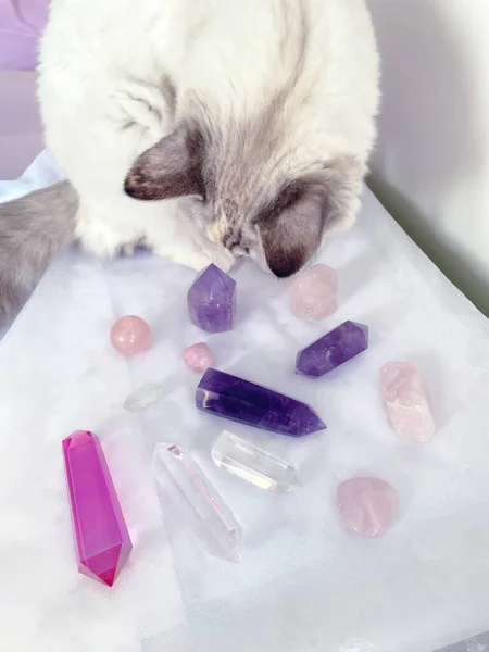 Katze Wählt Kristalle Aus Und Führt Eine Reiki Mineralheilstunde Durch — Stockfoto