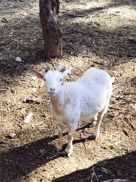 Happy Goat Looks Smiles Grin Funny Photo — Stock Photo, Image