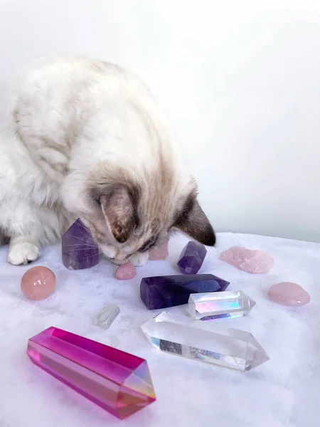 Katze Wählt Kristalle Aus Und Führt Eine Reiki Mineralheilstunde Durch — Stockfoto