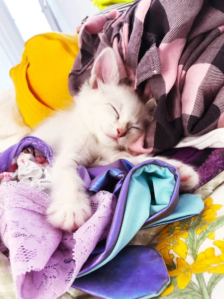 Cute Kitten Girl Fell Asleep Women Clothing She Asleep Smiling — Zdjęcie stockowe