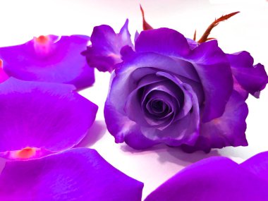 çiçek arkaplanı. Beyaz arka planda yapraklarla çevrili alışılmadık parlak mor bir gül.