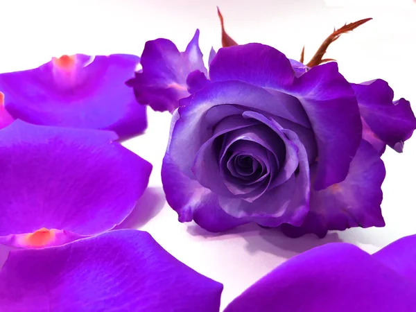 Blumenhintergrund Ungewöhnliche Helle Violette Rose Umgeben Von Blütenblättern Auf Weißem — Stockfoto