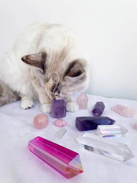Katt Väljer Kristaller Och Gör Reiki Mineralhelande Session — Stockfoto